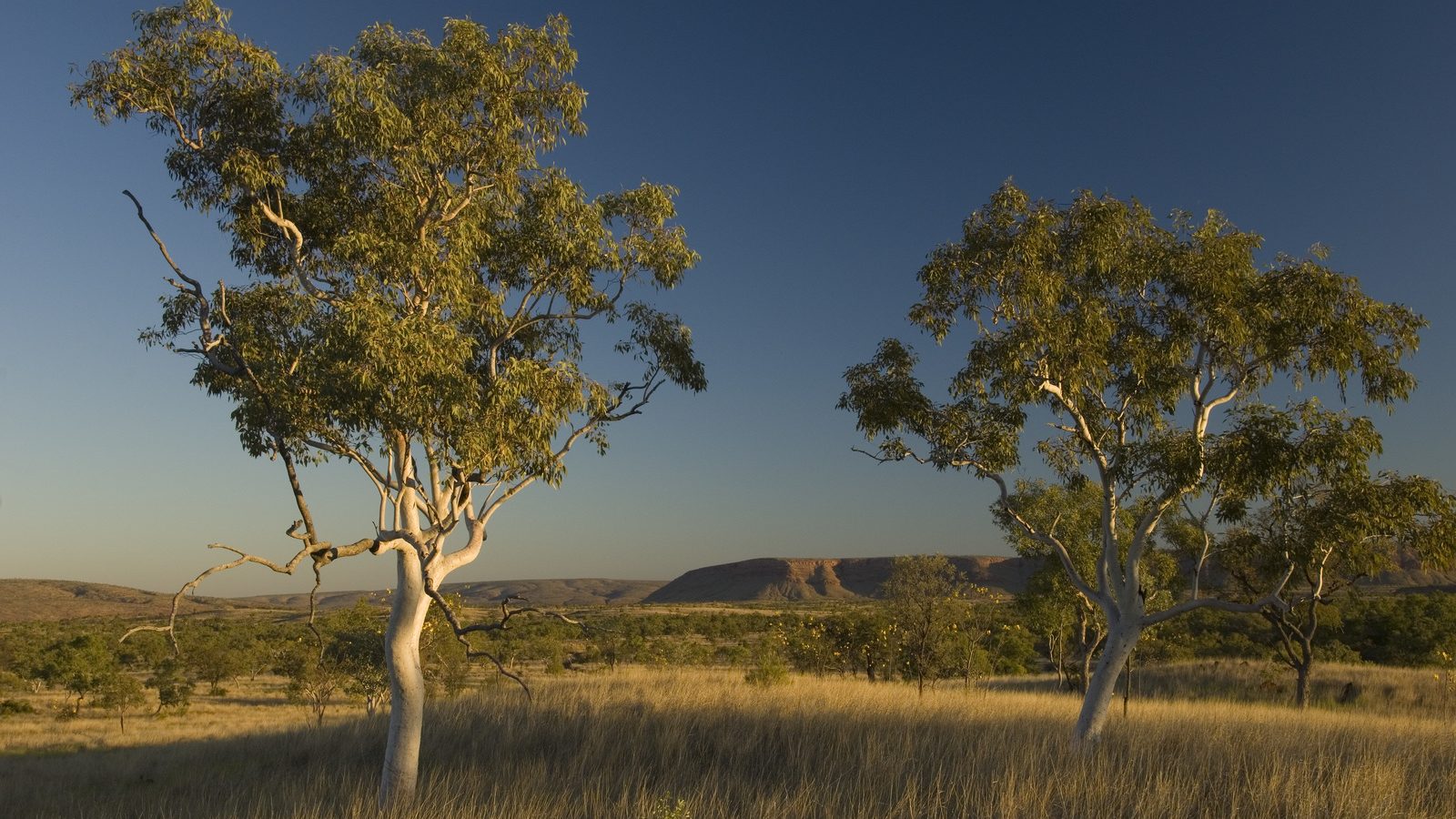 Savane Australienne